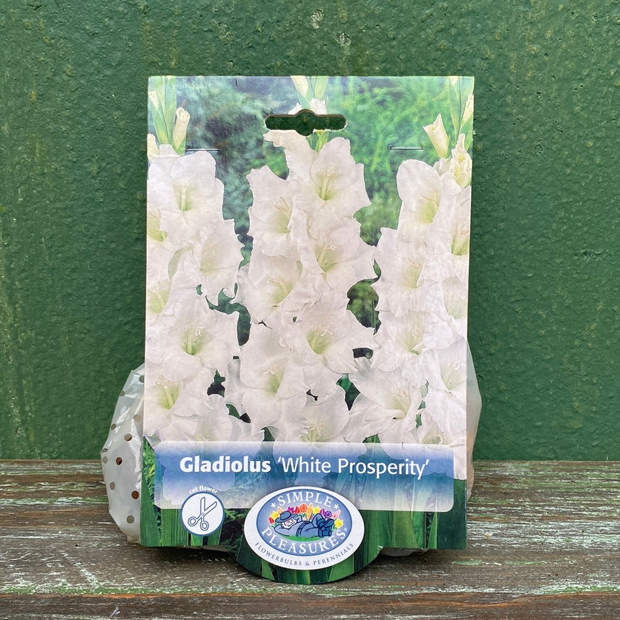 Gladiolus - White Prosperity Bulbs