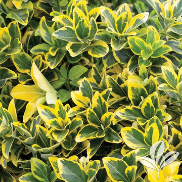 Euonymus - Golden