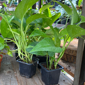 Golden Pothos Ivy 3"