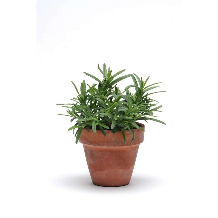 Good Dirt Drop & Gro Herb Seeds - Remember Rosemary