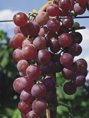 Grape - Seedless Flame Red