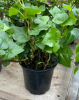 Green Hedera Ivy 4"
