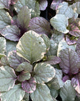 Groundcover  - Assorted 4"