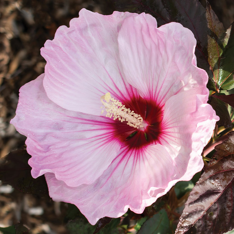 Hardy Hibiscus - Head Over Heels Blush