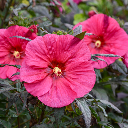 Hardy Hibiscus - Summerific Evening Rose Proven Winners