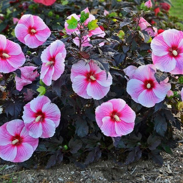 Hardy Hibiscus - Starry Starry Night