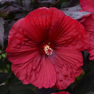 Hardy Hibiscus - Head Over Heels Desire