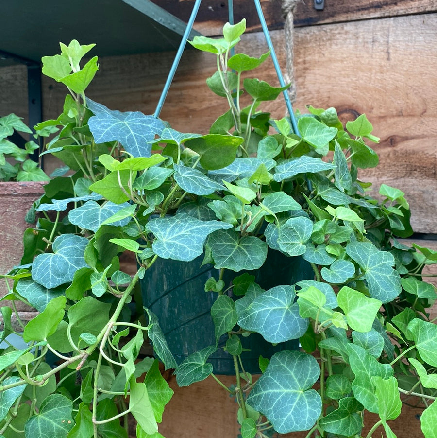 Hedera Ivy 8" Hanging Basket