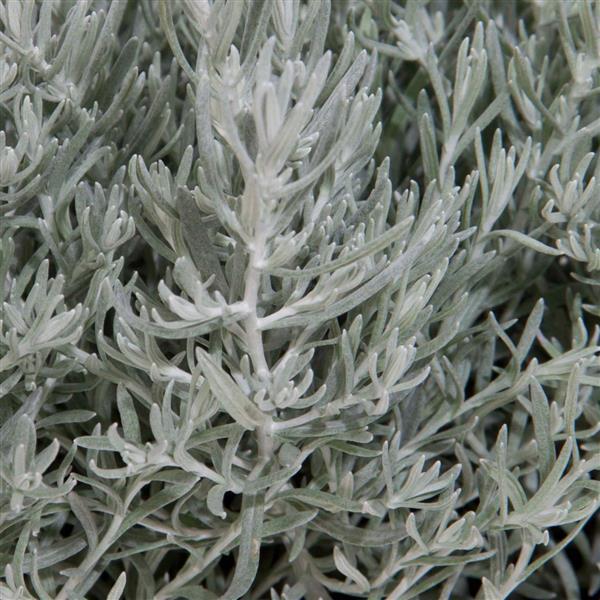 Helichrysum Silver Stitch