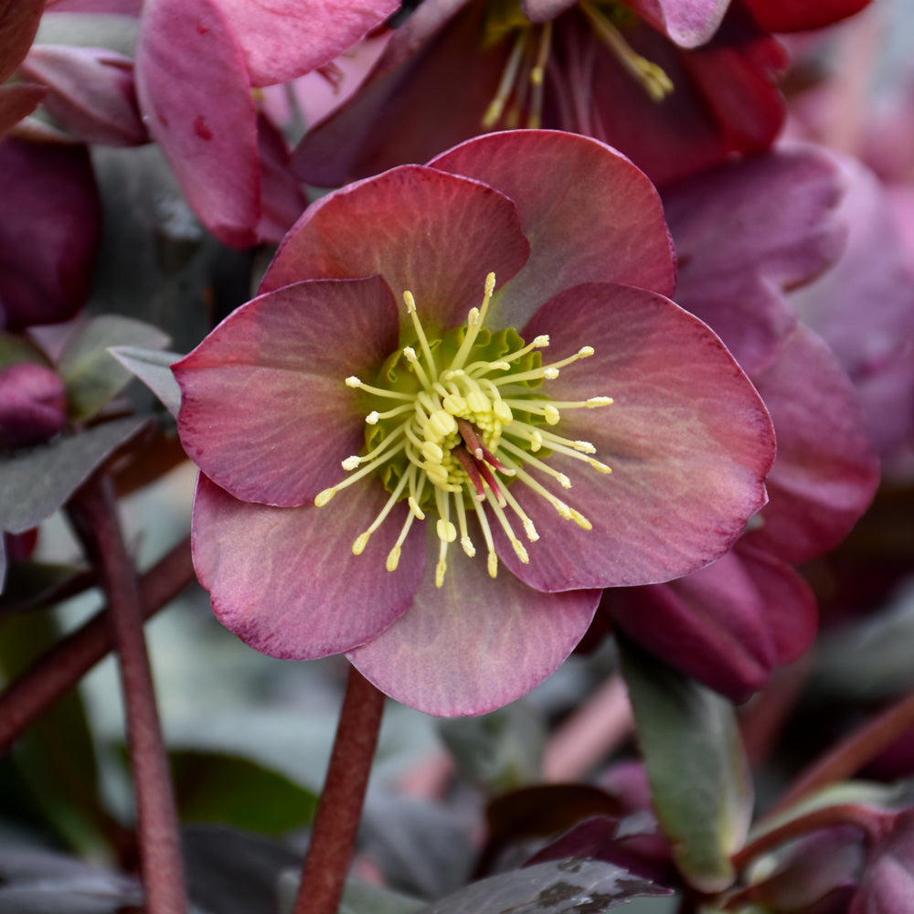 Helleborus - Frostkiss Dana's Dulcet | Fossil Creek Tree Farm