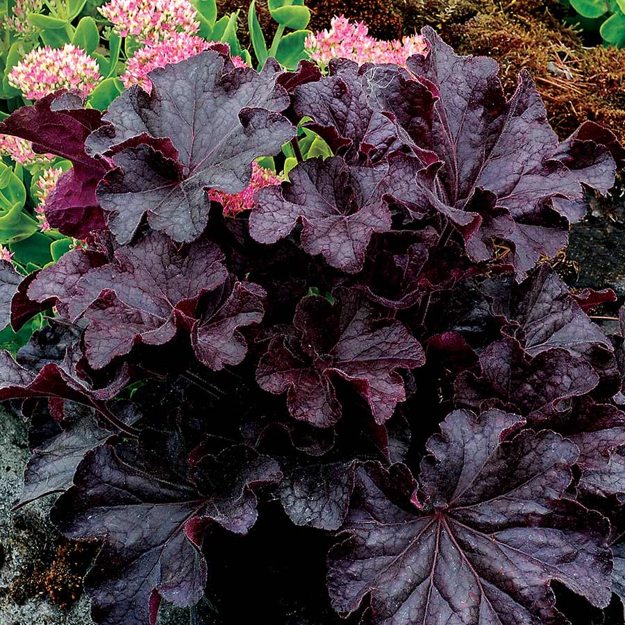 Coral Bells - Grande Black