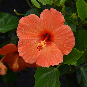 Tropical Hibiscus - Orange Mandarin Wind