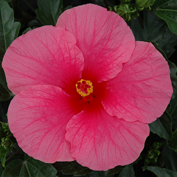 Tropical Hibiscus - Pink Punch Wind