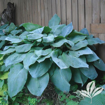 Hosta - Big Daddy