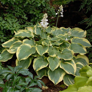 Hosta - Earth Angel