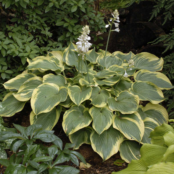 Hosta - Earth Angel