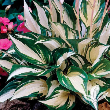 Hosta - Fire And Ice