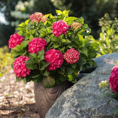 Hydrangea - Summer Crush Endless Summer | Fossil Creek Tree Farm