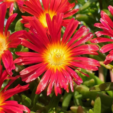 Ice Plant - Wow Hot Red Wonder