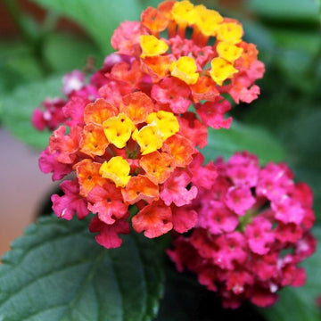 Lantana - Irene