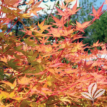 Japanese Maple - Coral Bark Bush