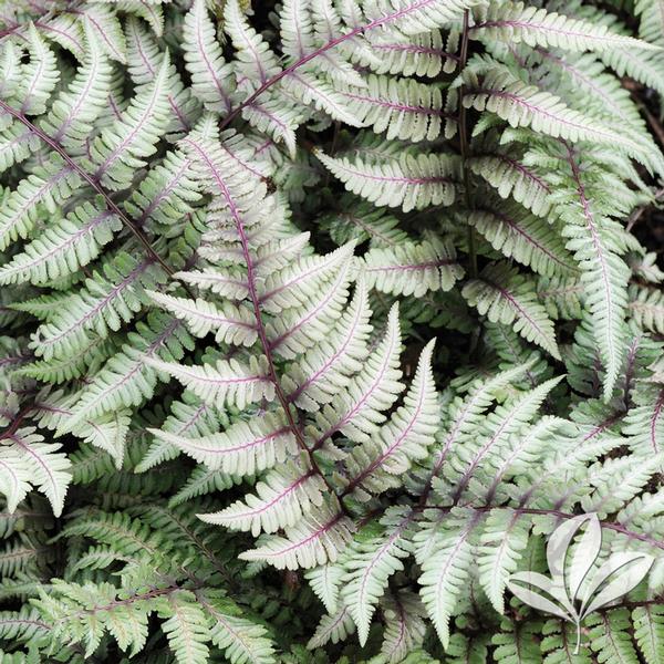 Fern - Japanese Painted