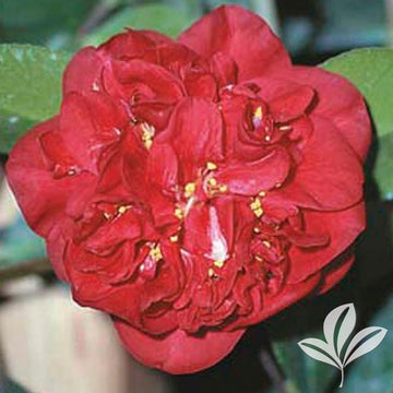 Camellia - Kramer's Supreme