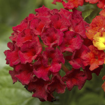 Lantana - Bandana Black Cherry