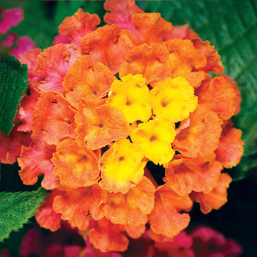 Lantana - Bandana Mango