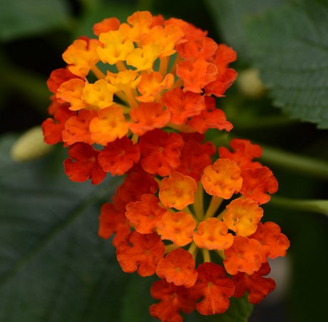 Lantana - Gem Compact Orange Fire