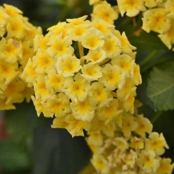 Lantana - Gem Compact Yellow Topaz