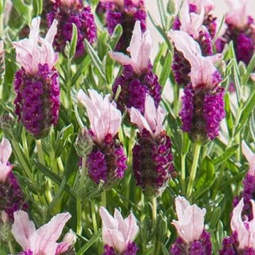 Spanish Lavender - Bandera Deep Rose