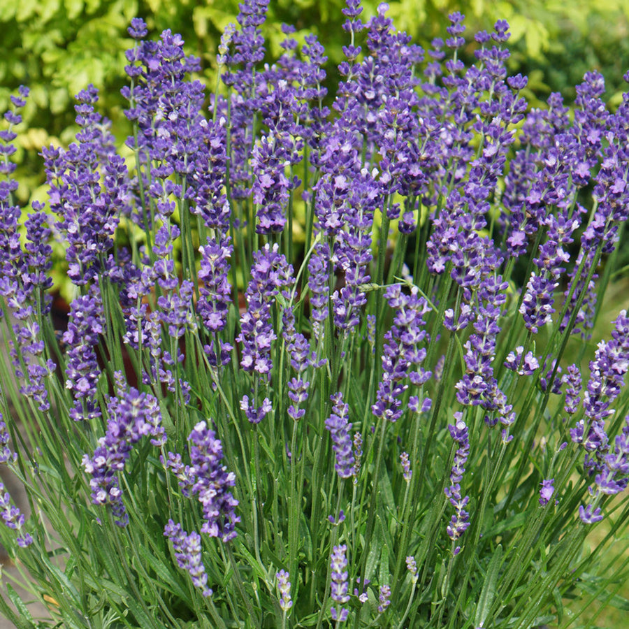 English Lavender - Big Time Blue