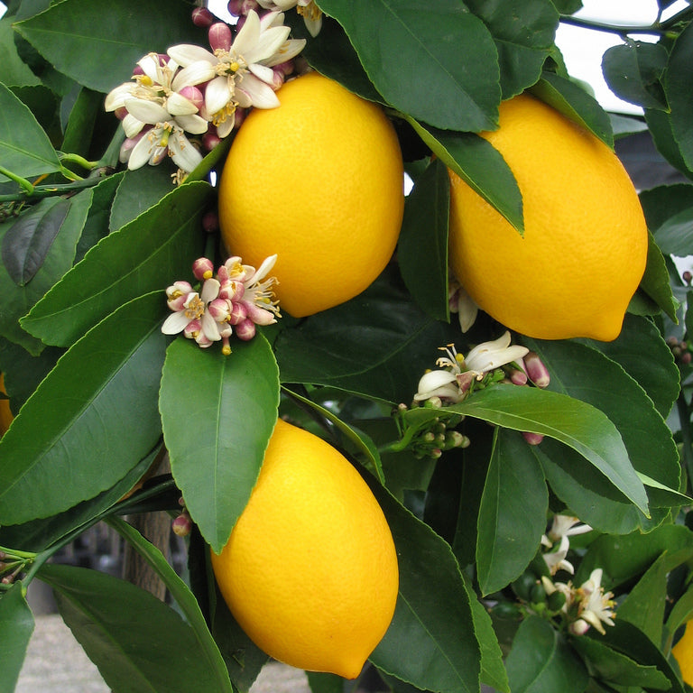 Lemon - Meyer Tree Form