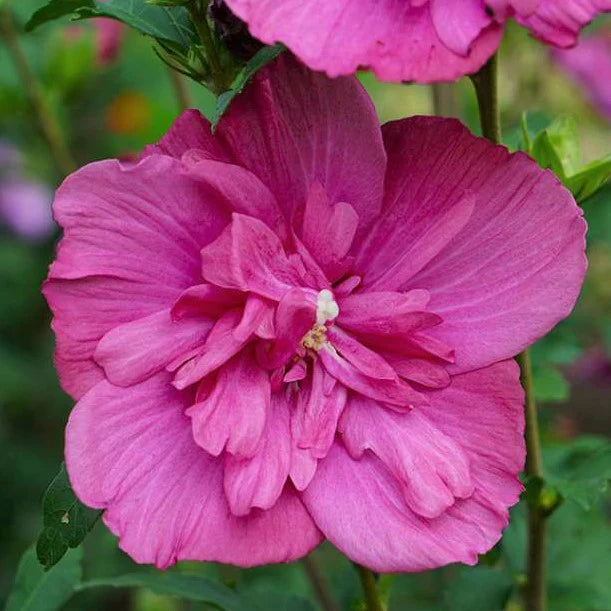 Althea - Lil Kim Magenta Chiffon Proven Winners | Fossil Creek Tree Farm