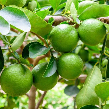 Lime - Persian Tree Form