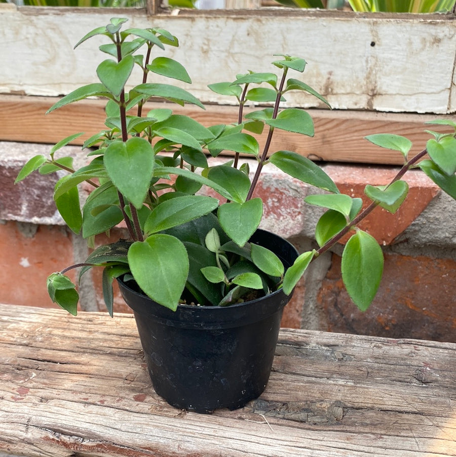 Lipstick Plant 4"