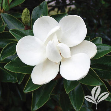 Magnolia - Little Gem