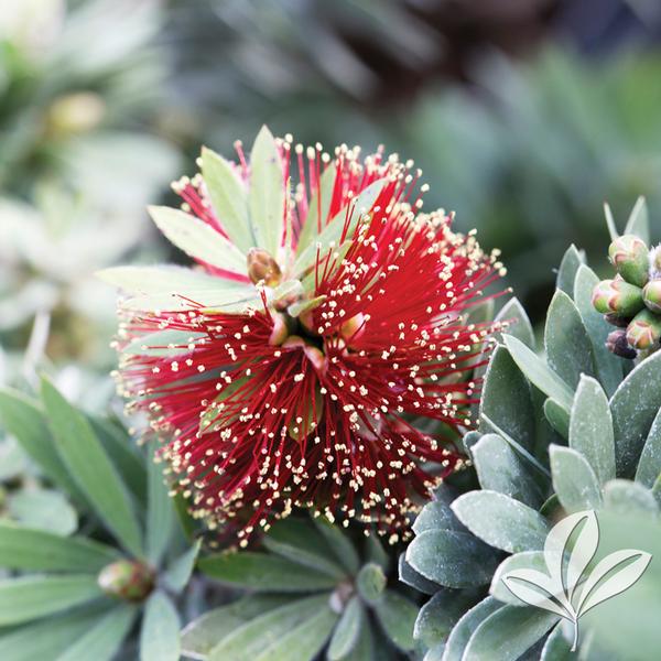 Bottlebrush - Little John Dwarf