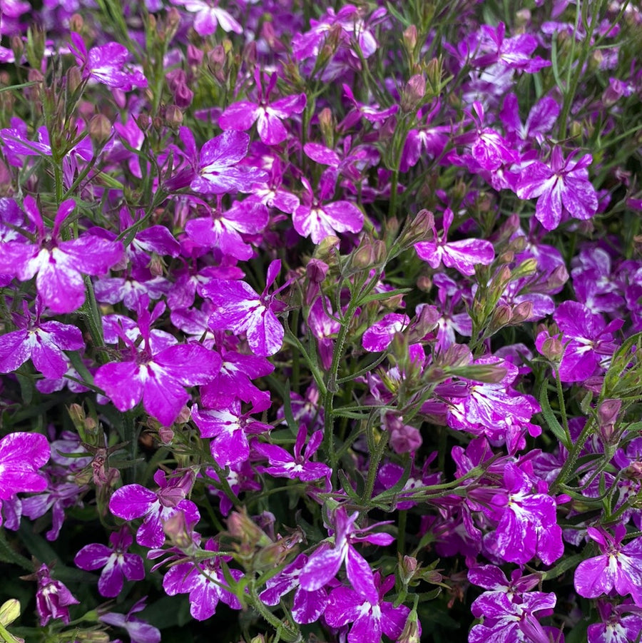 Lobelia - Rift Purple