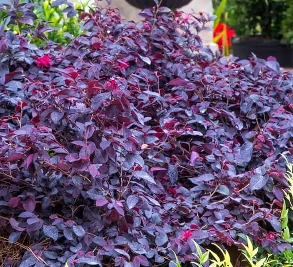 Loropetalum - Red Diamond