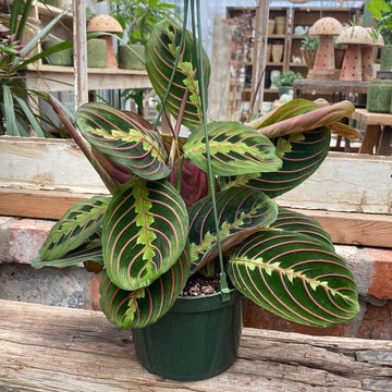 Maranta Prayer Plant Red Hanging Basket 6"