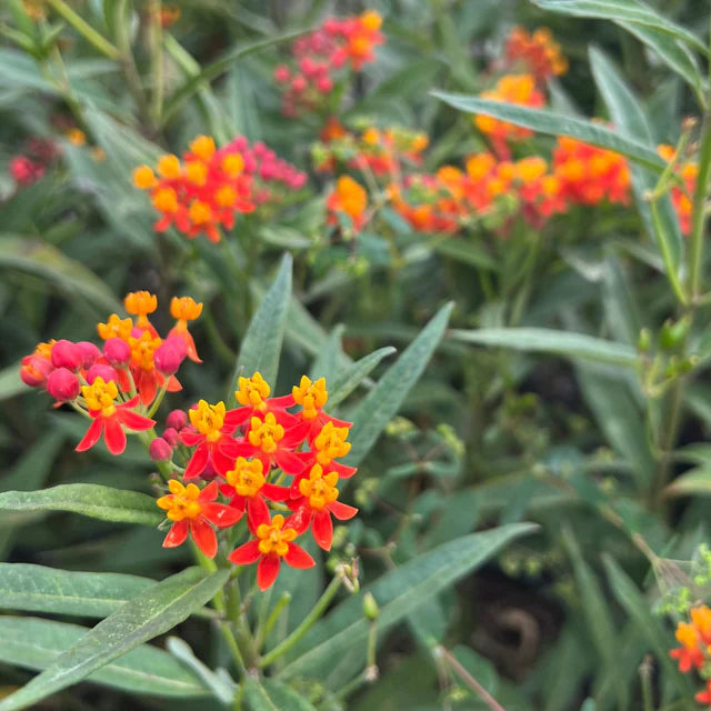 Milkweed - Red