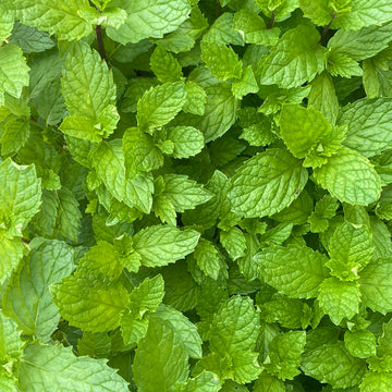 Mint - Spearmint