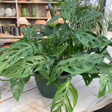 Monstera Adansonii Hanging Basket 10"