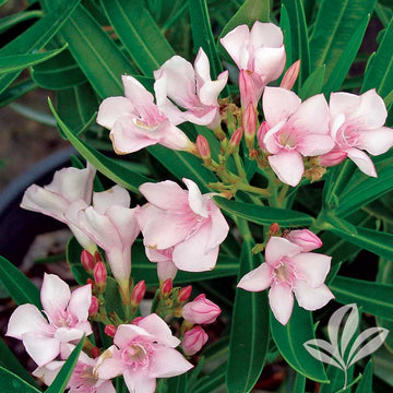 Oleander - Petite Pink