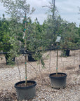 Olive - Arbequina Tree Form