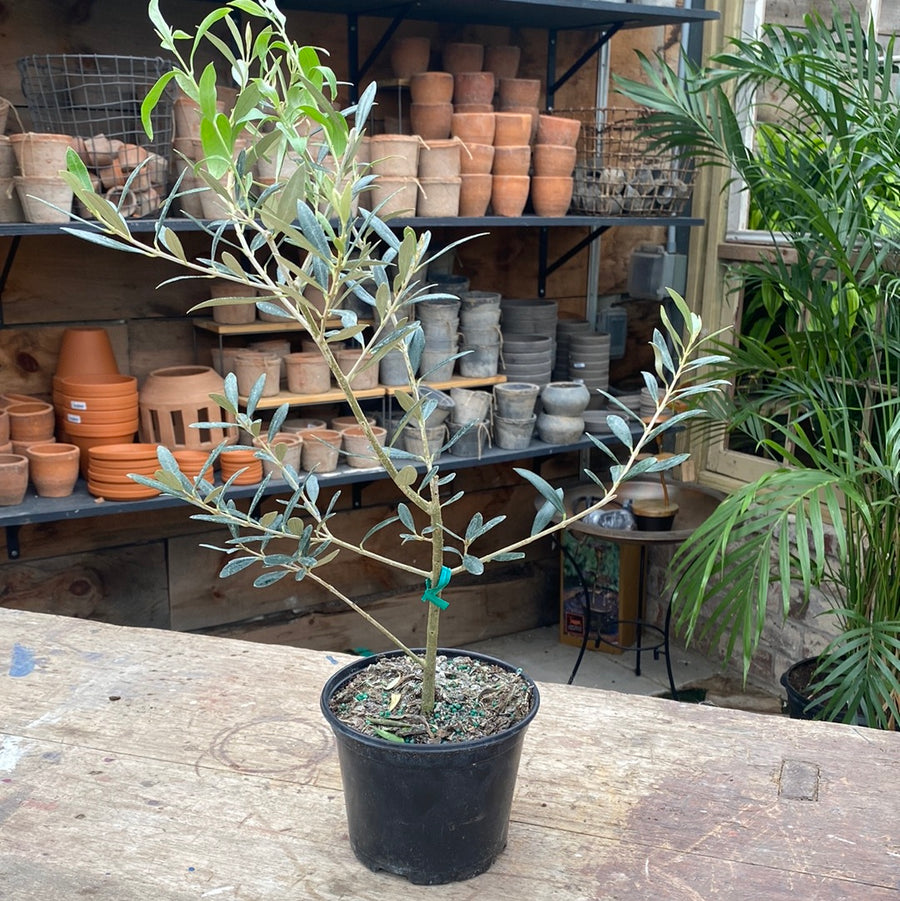 Olive Bush 6"