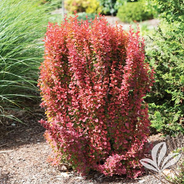 Barberry - Orange Rocket