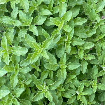 Oregano - Greek